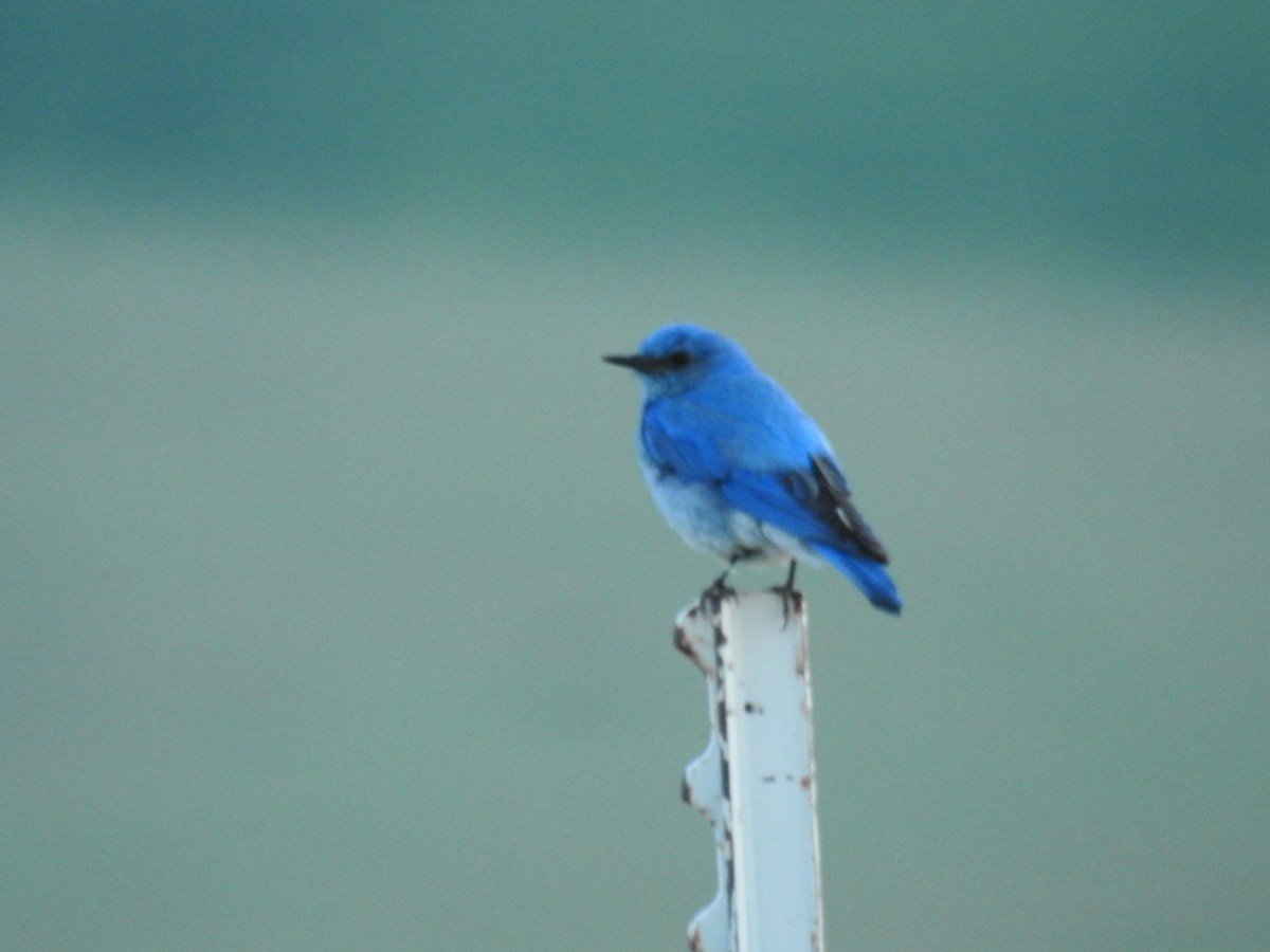 Mountain Bluebird - ML245951081