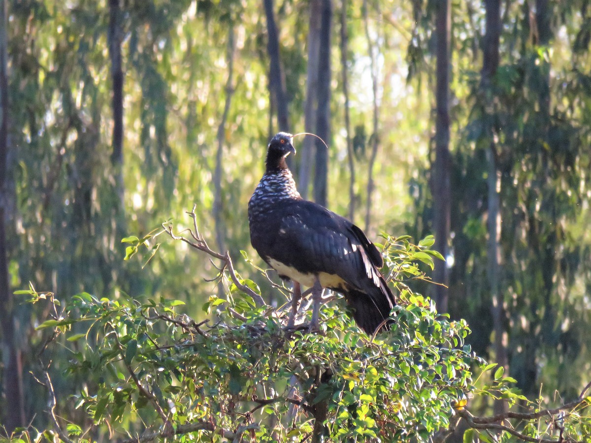 Horned Screamer - ML245951491