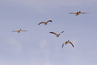 Common Shelduck - ML245952381