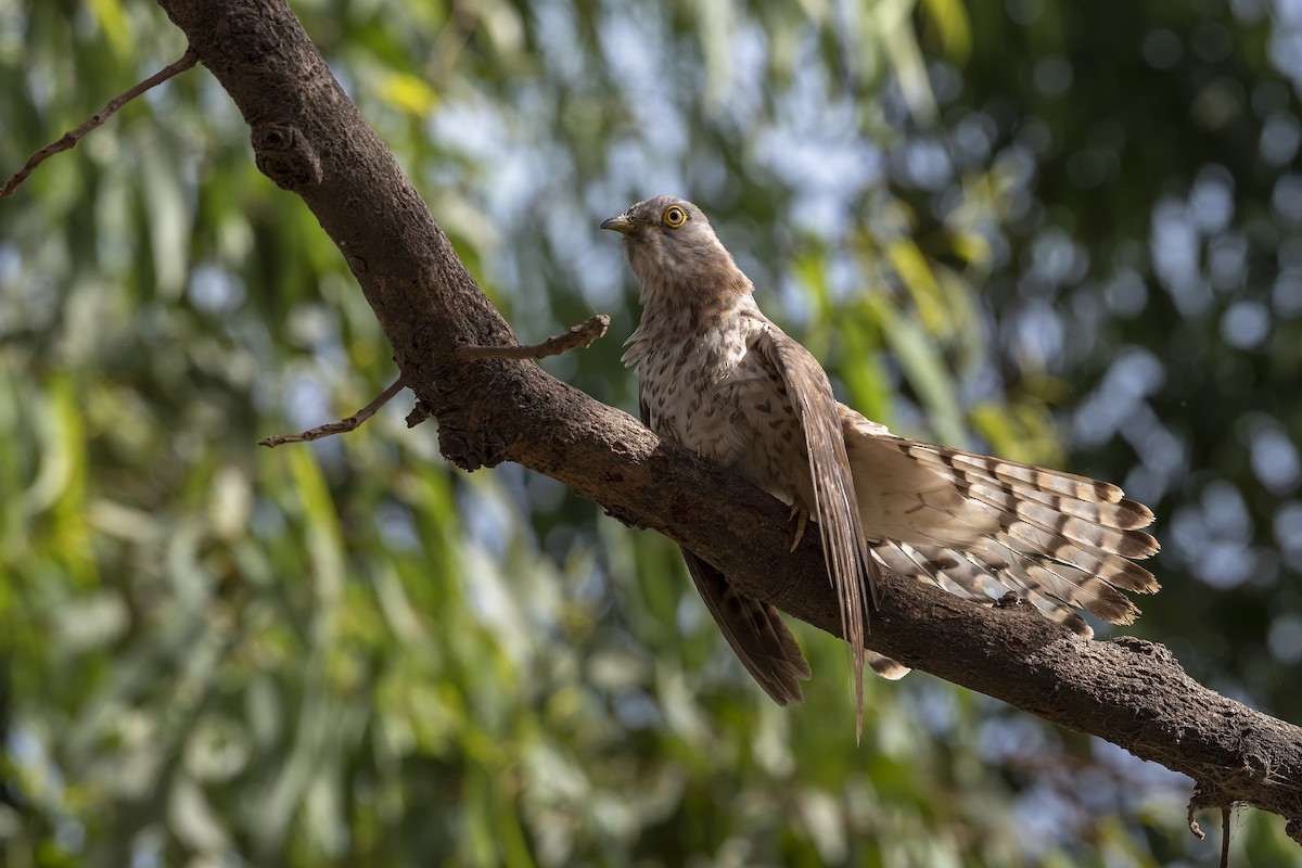 Common Hawk-Cuckoo - ML245952481