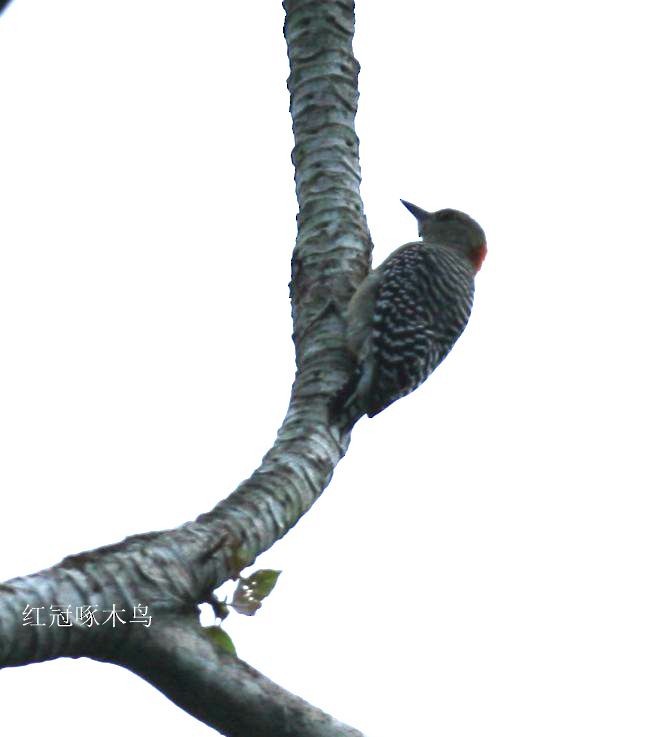 Red-crowned Woodpecker - Qiang Zeng