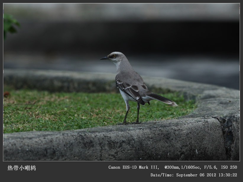 Tropical Mockingbird - ML245953441