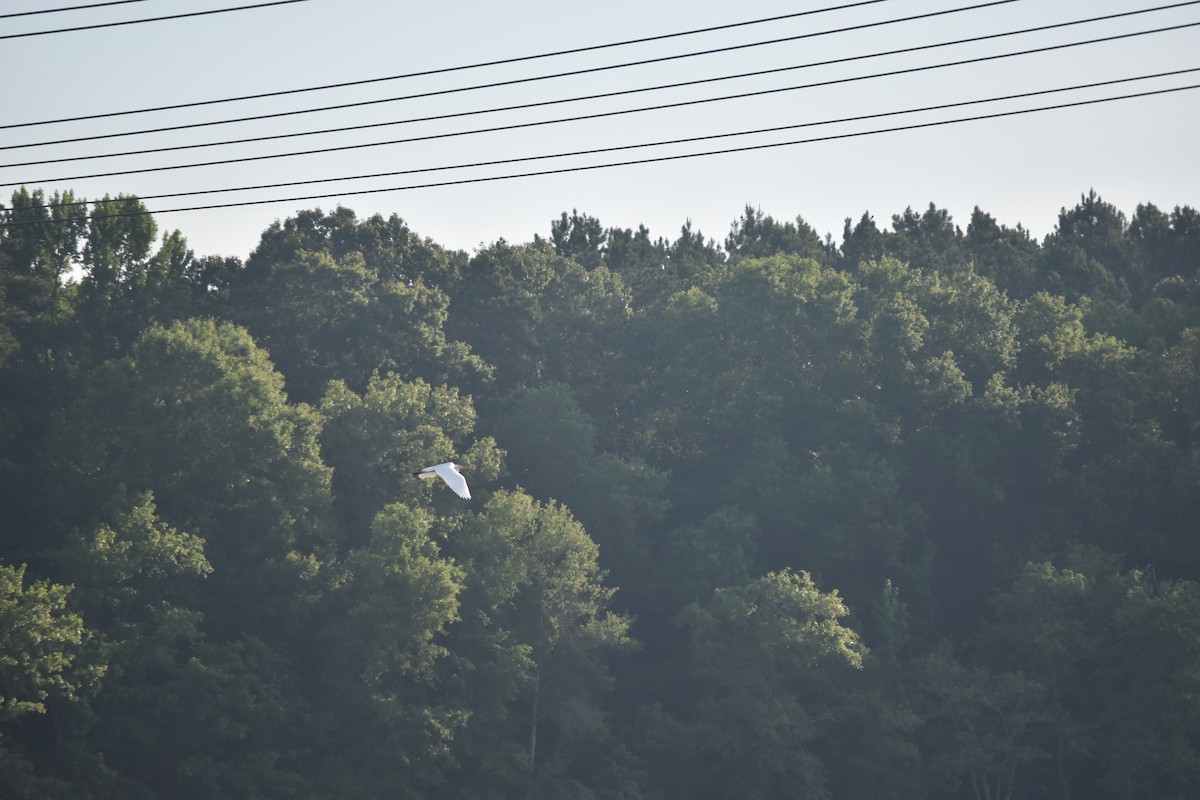 Great Egret - ML245954821