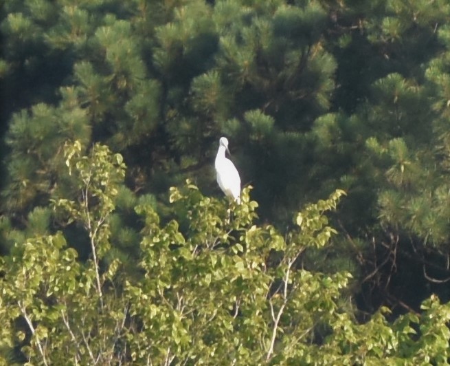 Little Blue Heron - ML245955171