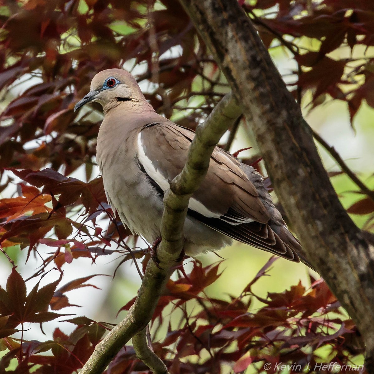 White-winged Dove - Kevin Heffernan