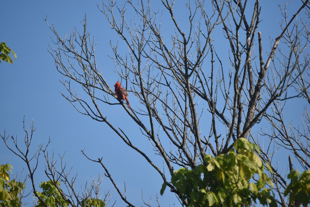 Northern Cardinal - ML245955611