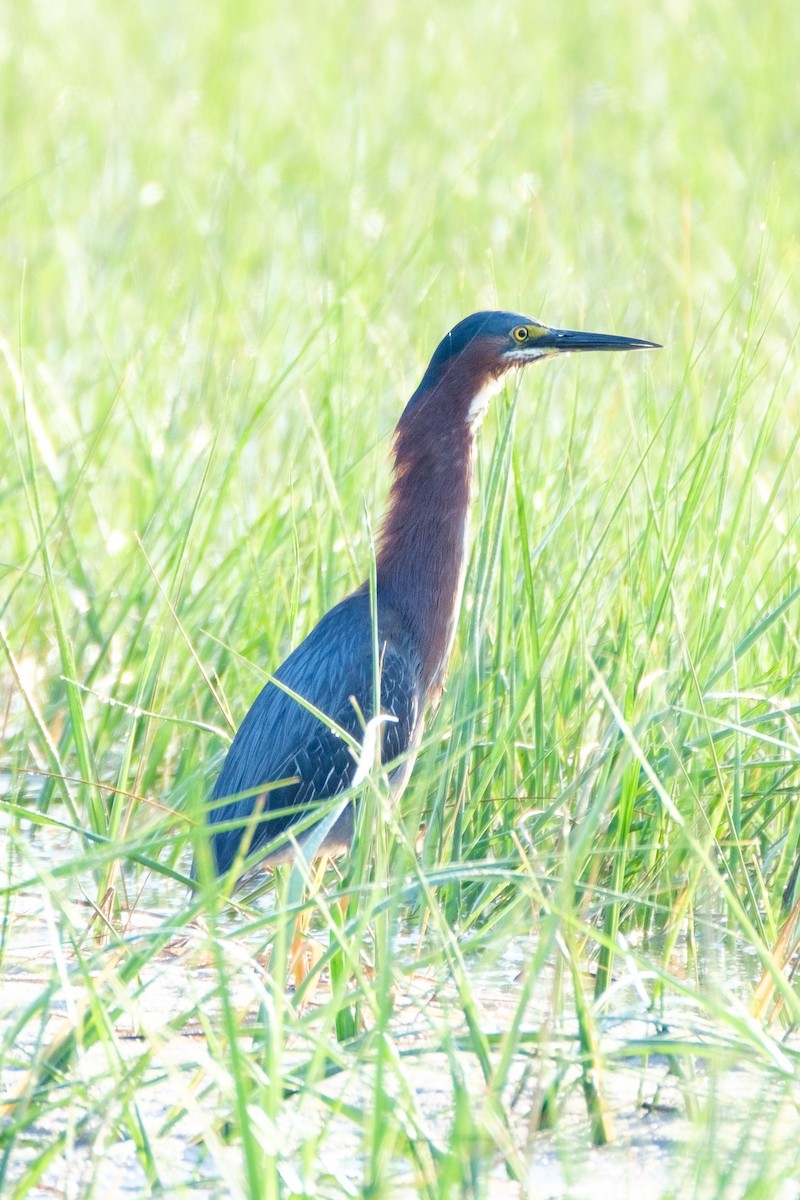 Green Heron - ML245957071