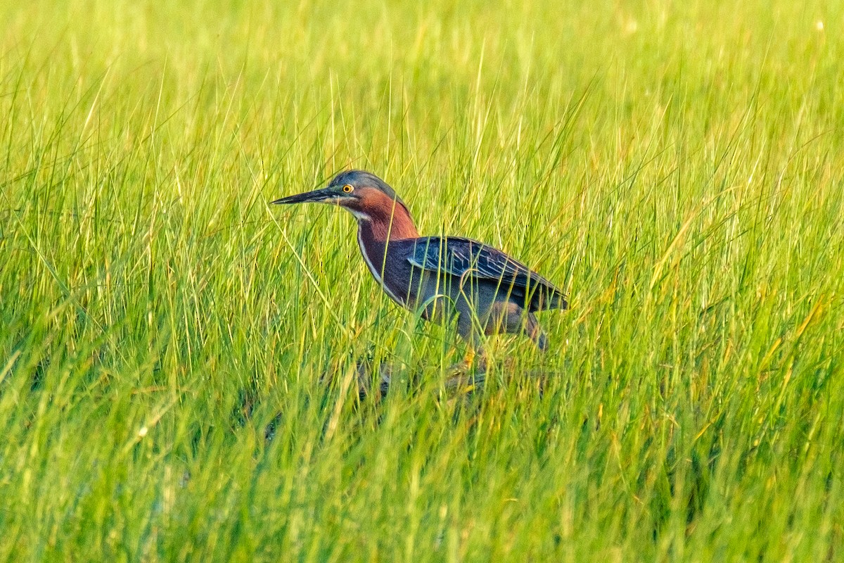 Green Heron - Scott Dresser