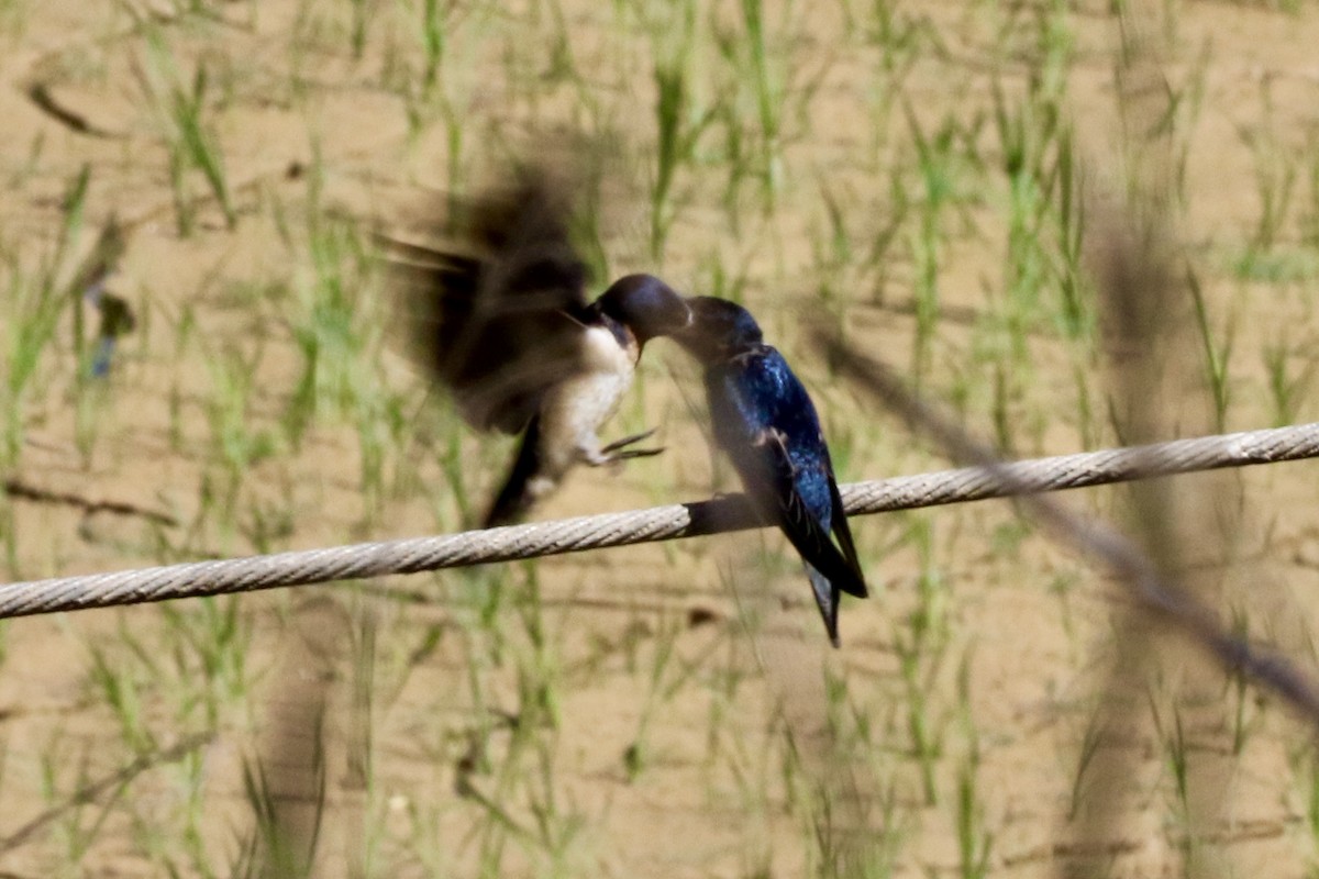 Barn Swallow - ML245957851