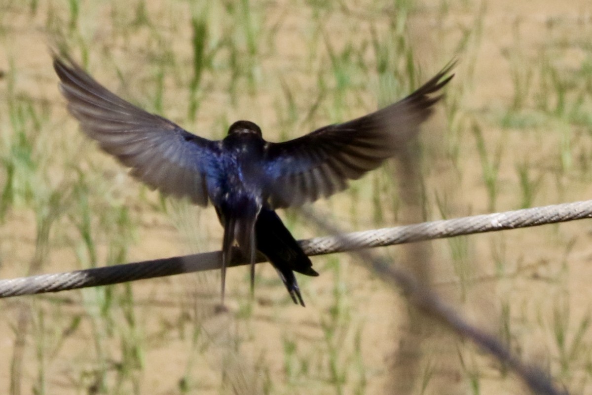 Barn Swallow - Rosemarie Richardson