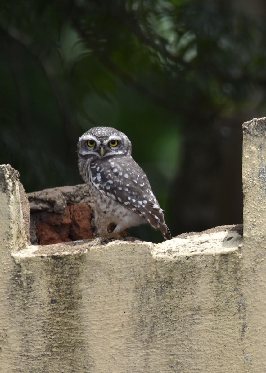 Spotted Owlet - ML245958011