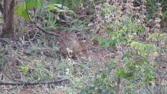 Barred Buttonquail - ML245959591