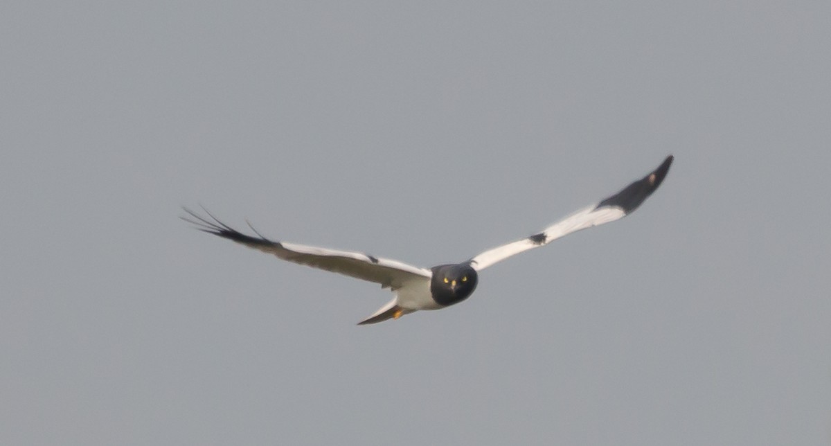 Pied Harrier - ML245961841