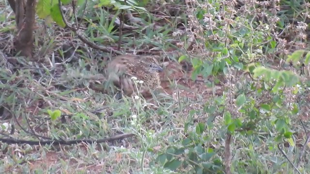 Barred Buttonquail - ML245962401