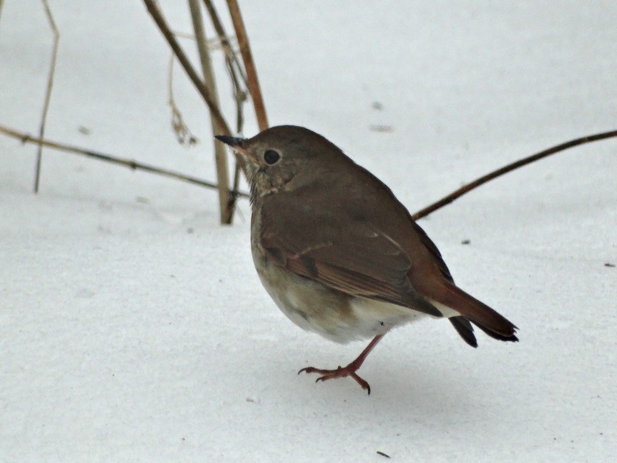 Hermit Thrush - Luci Betti