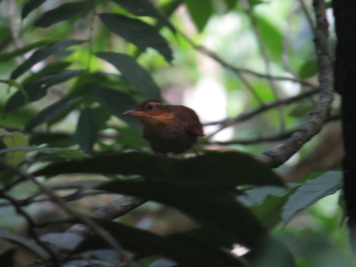 Fawn-throated Foliage-gleaner (Mexican) - ML245965361