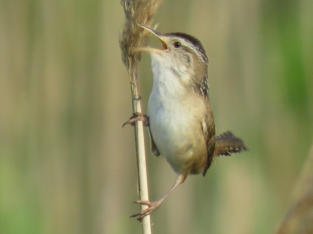 Marsh Wren - ML245965611