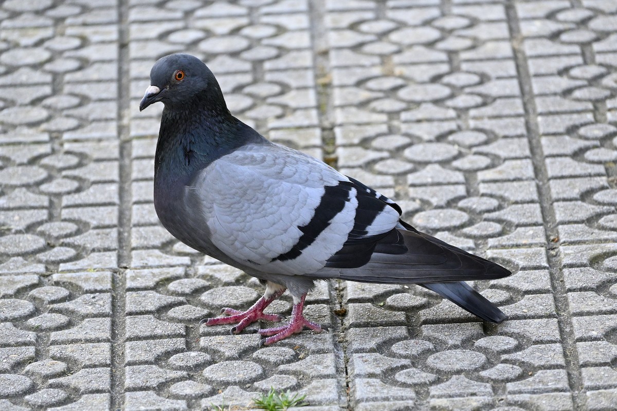 Rock Pigeon - José Ramón Martínez