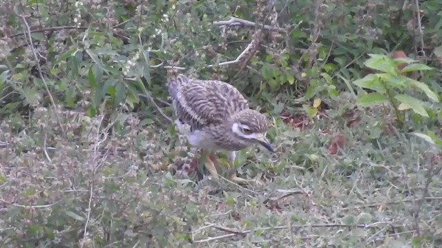 Indian Thick-knee - ML245969611