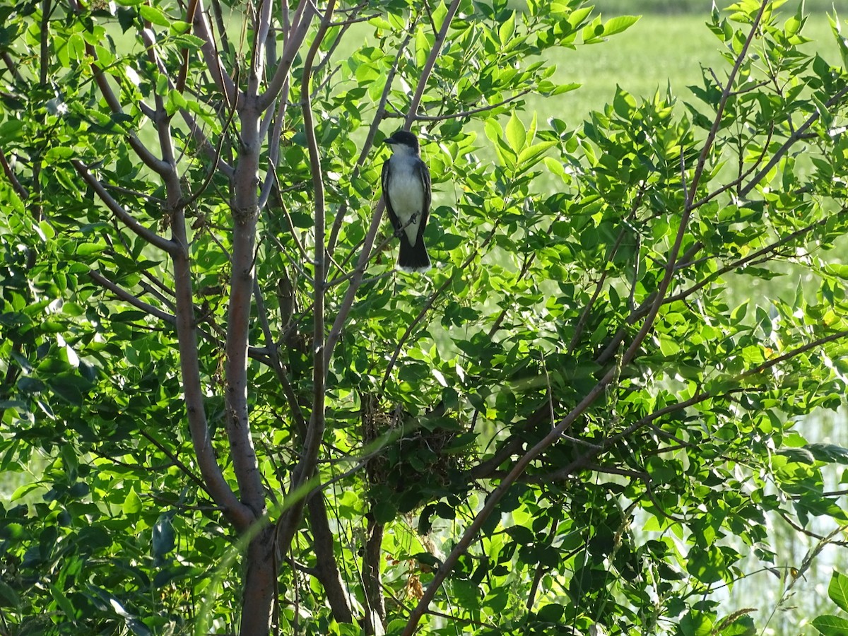 Eastern Kingbird - ML245969821