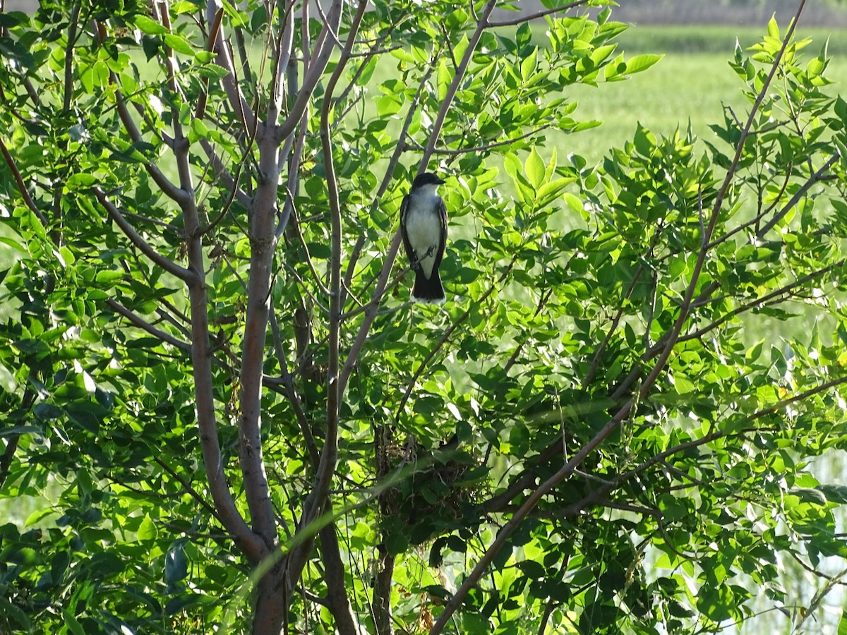 Eastern Kingbird - ML245969831