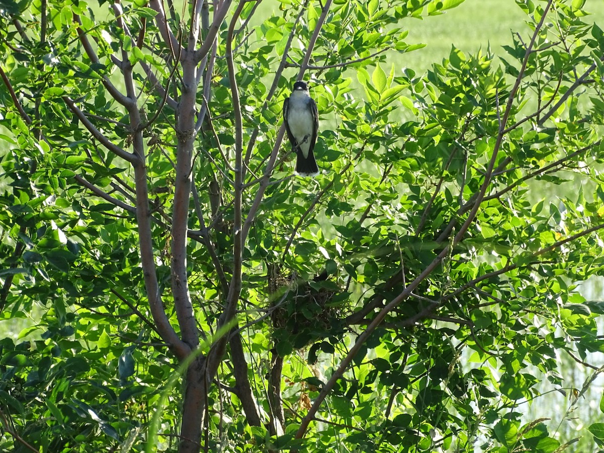 Eastern Kingbird - ML245969841