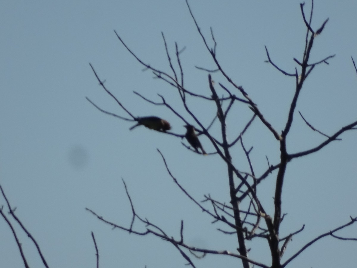 Cedar Waxwing - ML245969951