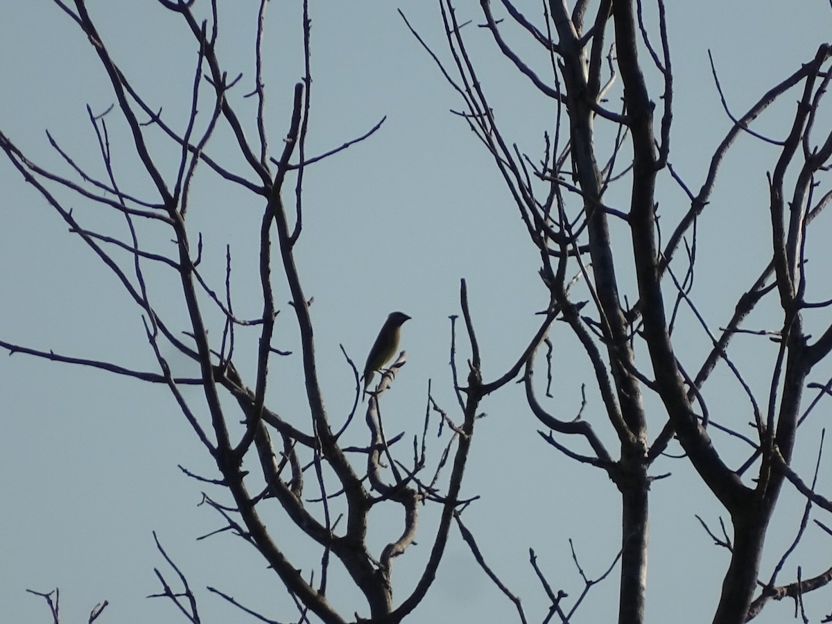 Cedar Waxwing - ML245969961