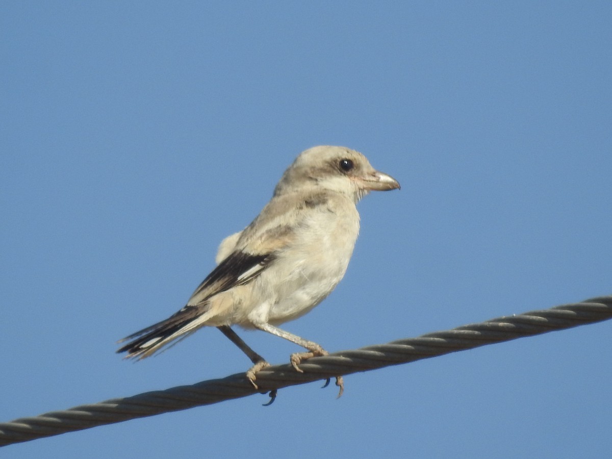 Great Gray Shrike (Arabian) - ML245971761