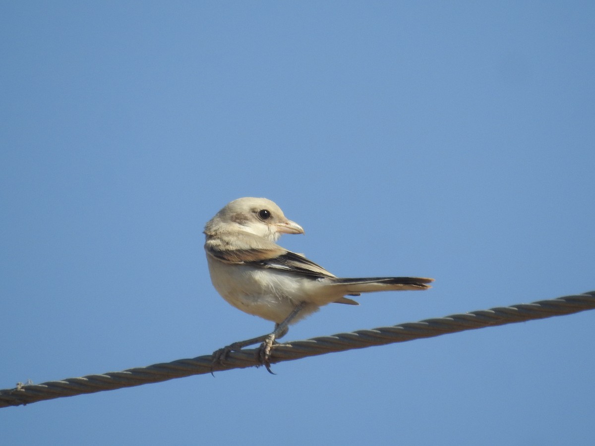 Great Gray Shrike (Arabian) - ML245971771