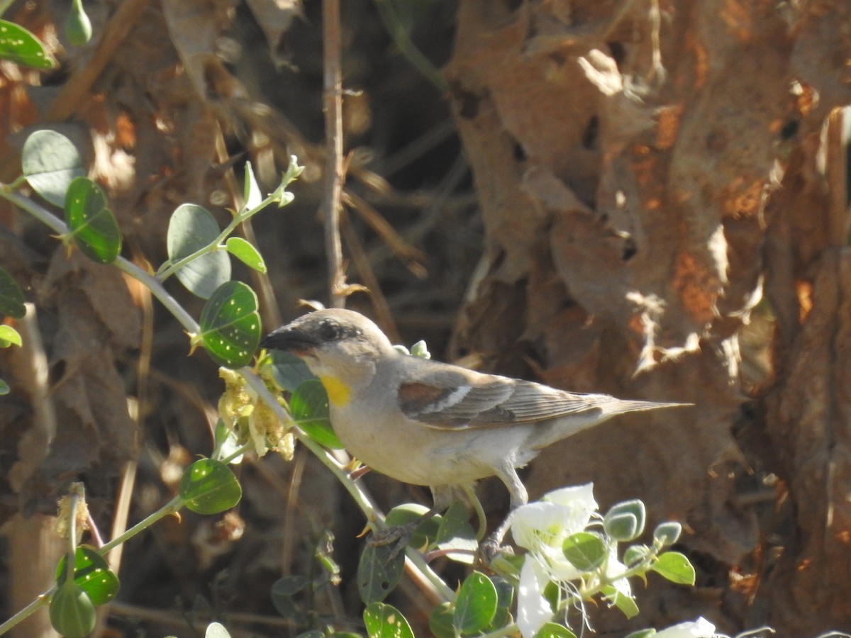 Yellow-throated Sparrow - ML245971981