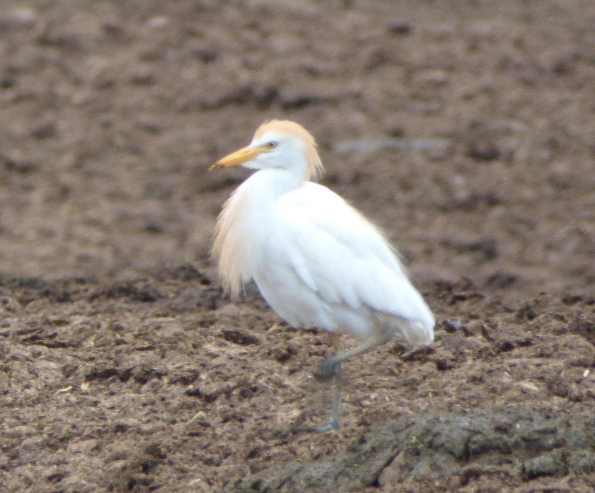 Western Cattle-Egret - ML245973221