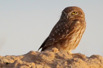 Little Owl - ML245974061