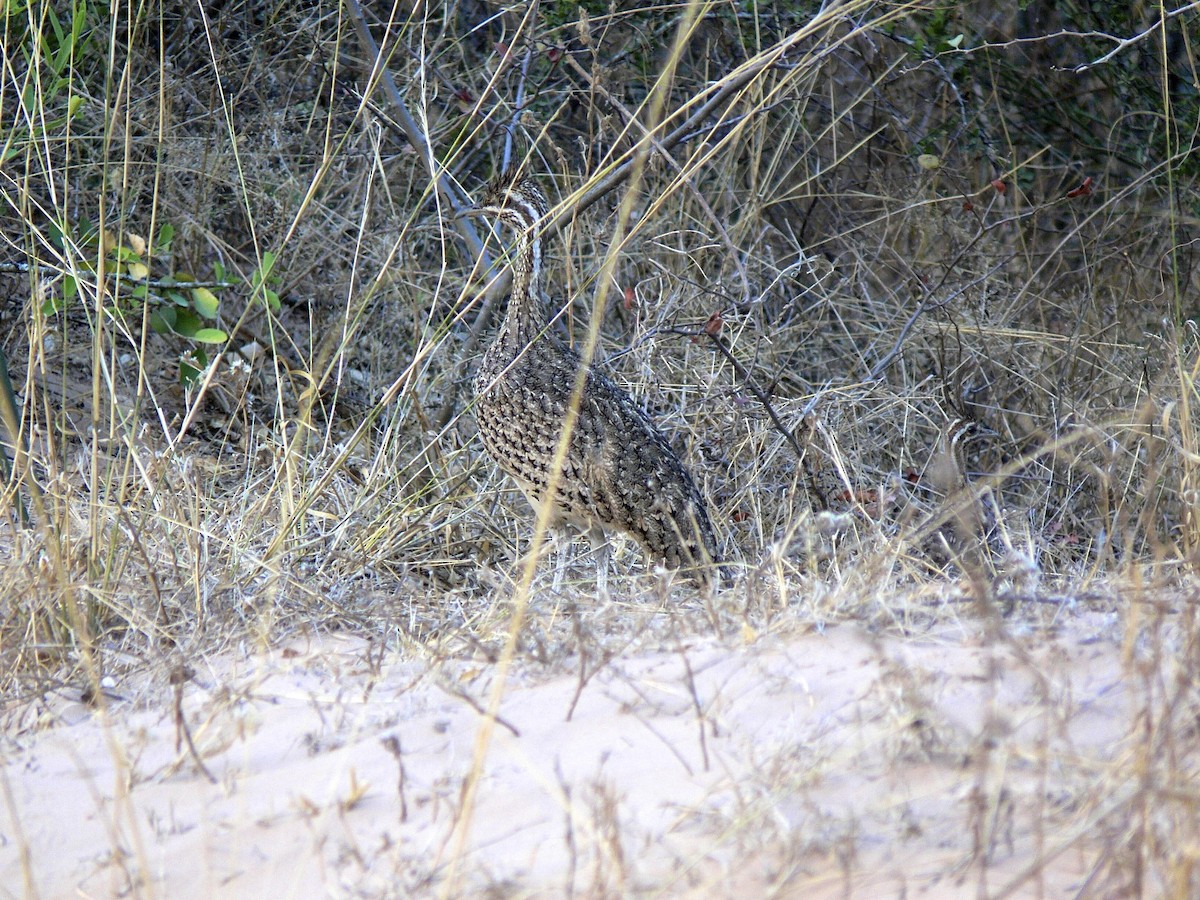 Quebracho Crested-Tinamou - ML24597421