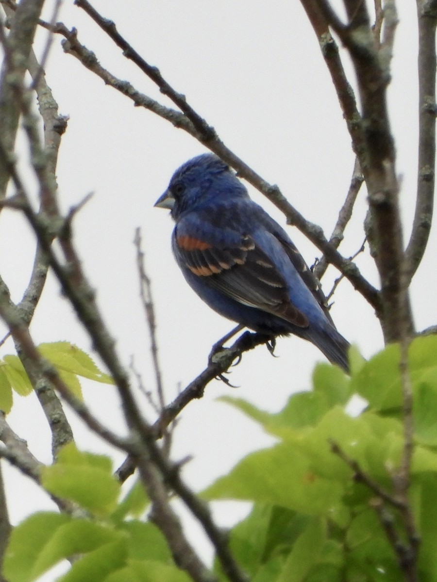 Blue Grosbeak - ML245975231