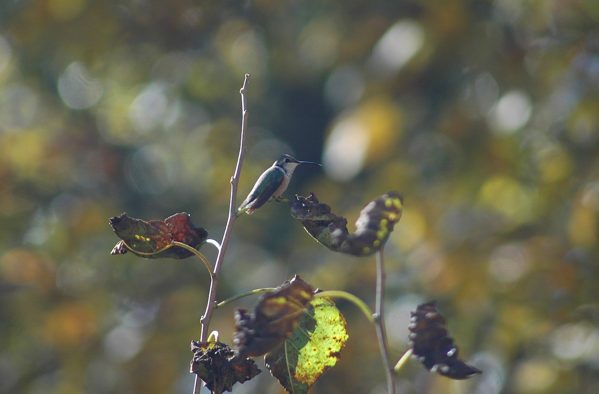 Rufous Hummingbird - ML24597611