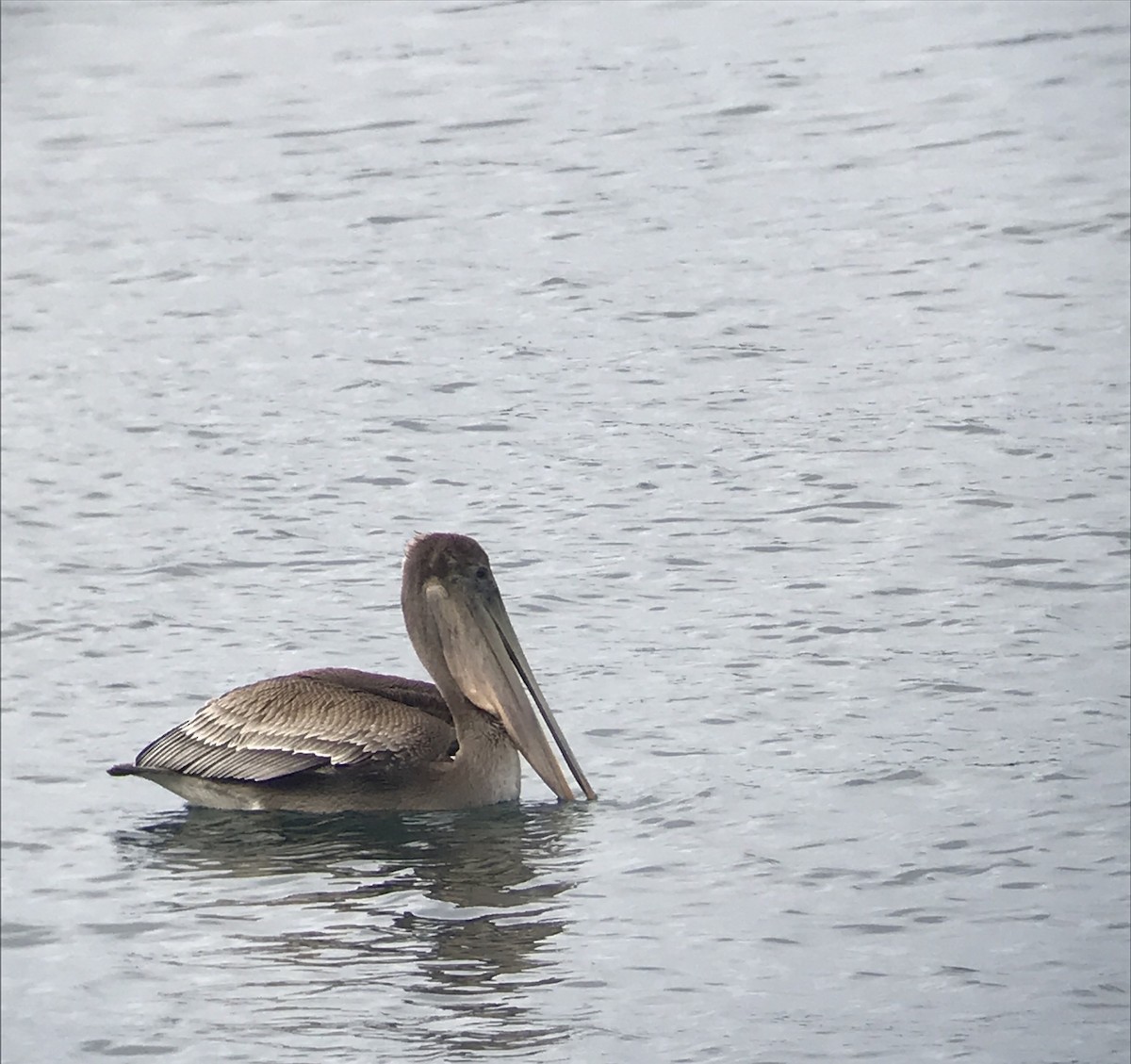 Brown Pelican - ML245976931