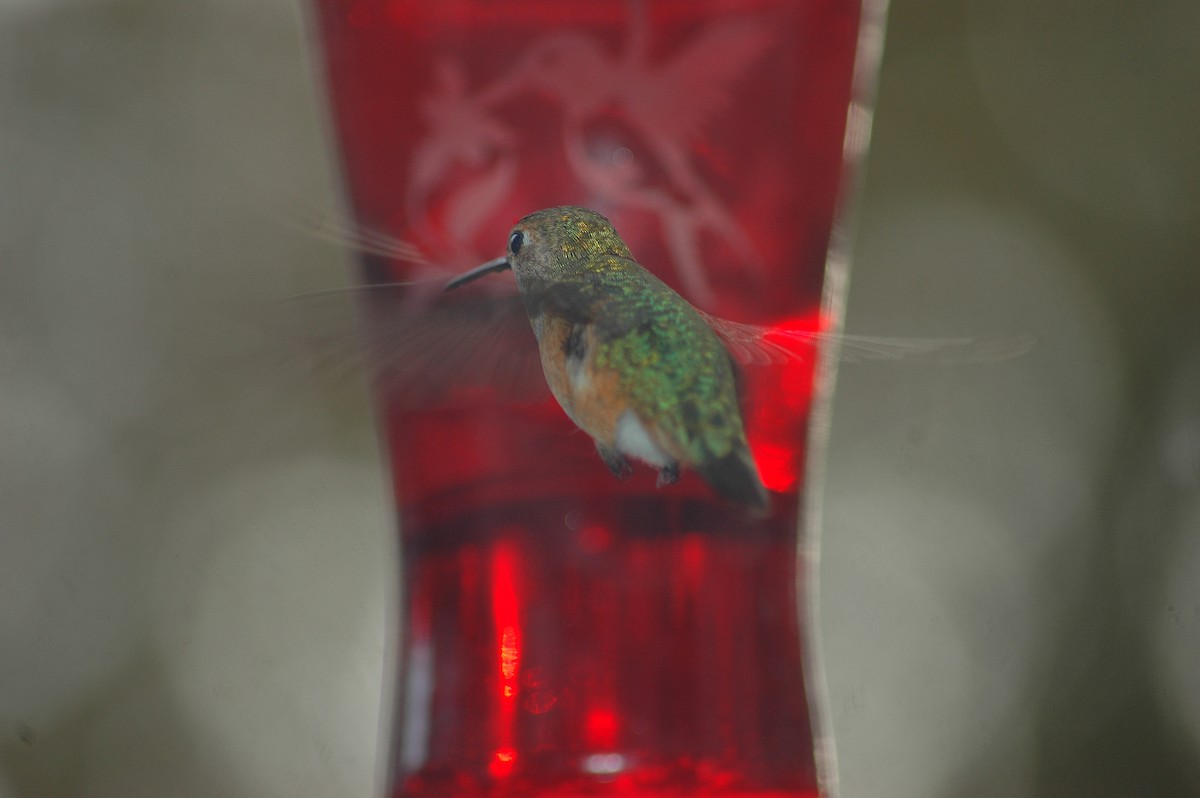 Rufous Hummingbird - ML24597771