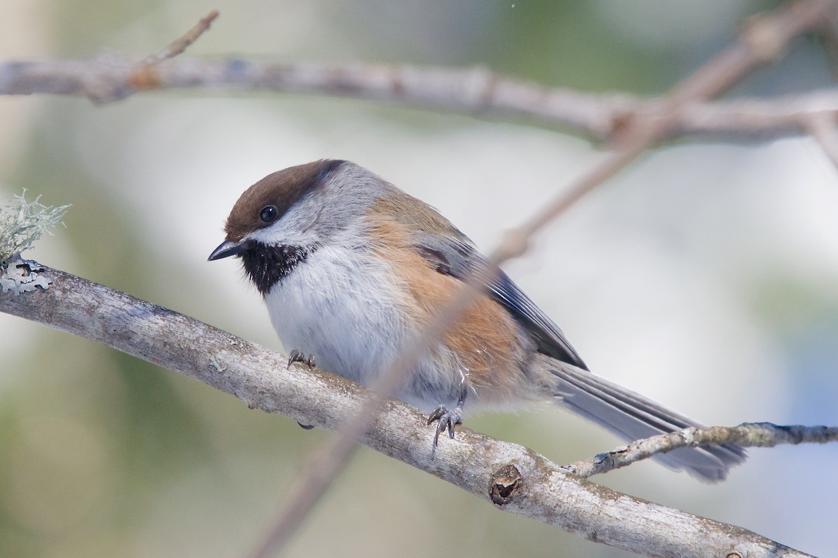 Boreal Chickadee - ML24597781