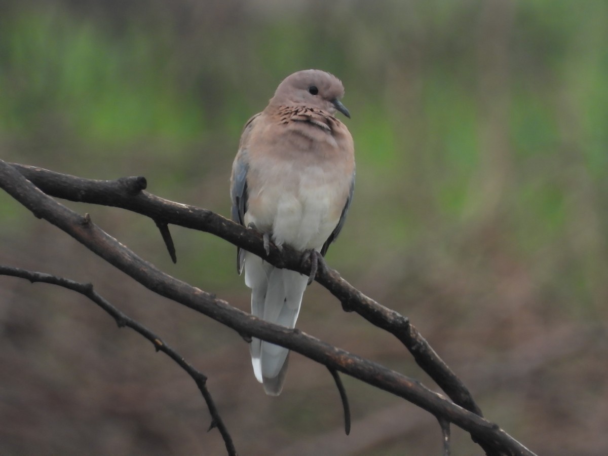 Laughing Dove - ML245978161