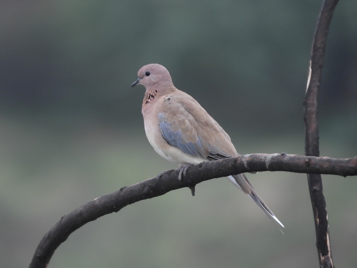 Laughing Dove - ML245978171