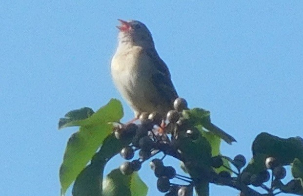 Field Sparrow - ML245978661