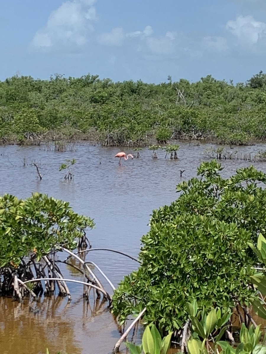 American Flamingo - ML245980931