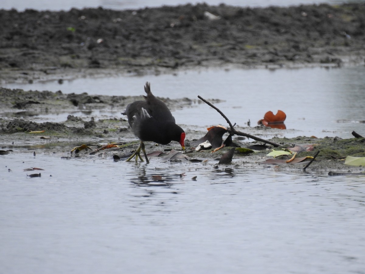 Eurasian Moorhen - ML245981521