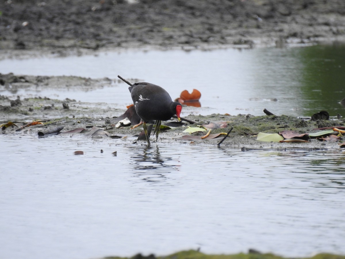 Gallinule poule-d'eau - ML245981551