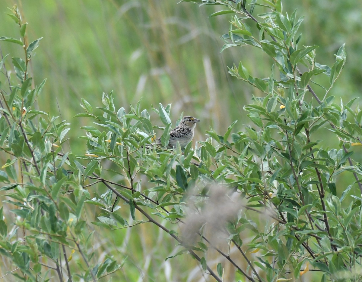 Grasshopper Sparrow - ML245981761