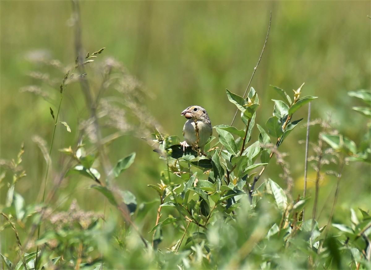 Grasshopper Sparrow - ML245981801