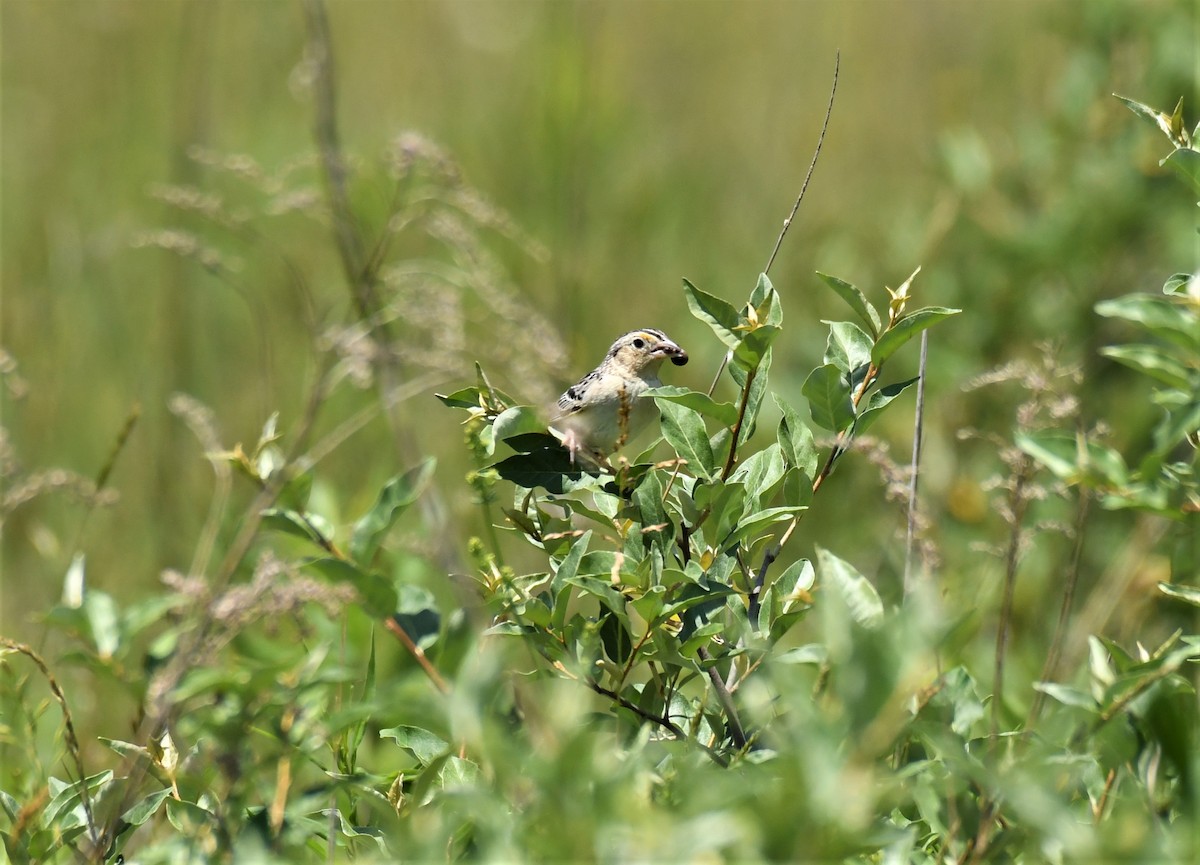 Grasshopper Sparrow - ML245981921