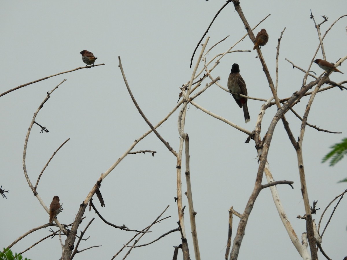 Scaly-breasted Munia - ML245983371