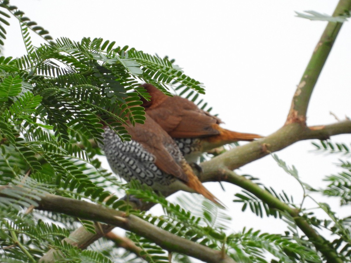 Scaly-breasted Munia - ML245983381